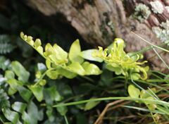 Asplenium oblongifolium