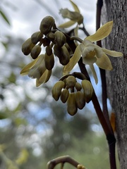 Erythrorchis cassythoides