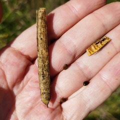 Senna multiglandulosa