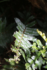 Polystichum vestitum