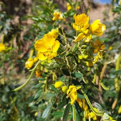 Senna multiglandulosa