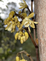 Erythrorchis cassythoides