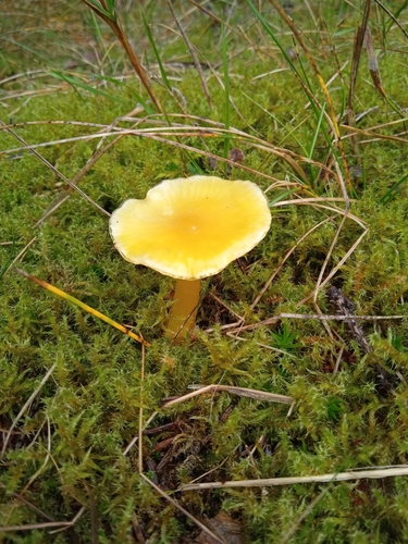 Golden Waxcap
