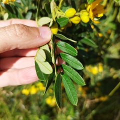 Senna multiglandulosa