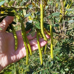 Senna multiglandulosa