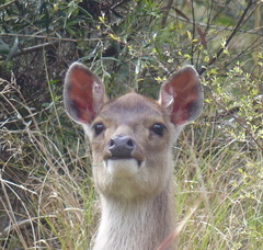 Rusa timorensis