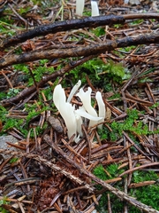 Clavulina rugosa