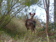 Rusa timorensis