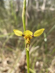 Diuris sulphurea