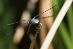 Libellula comanche