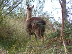 Rusa timorensis