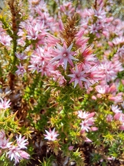 Sprengelia incarnata