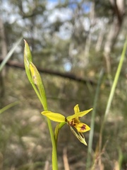 Diuris sulphurea