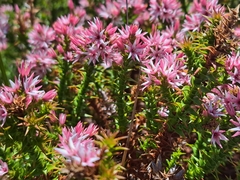 Sprengelia incarnata