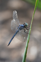 Libellula comanche