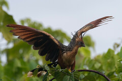 Opisthocomus hoazin