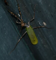 Pseudovates chlorophaea