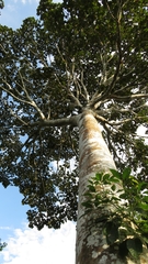 Sterculia apetala