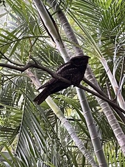 Antrostomus carolinensis