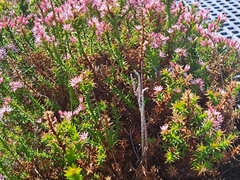 Sprengelia incarnata