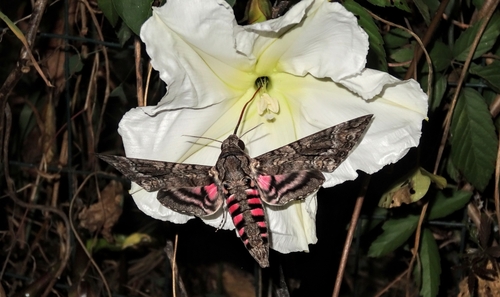 Pink-spotted Hawkmoth