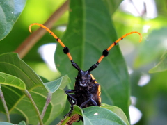 Aristobia reticulator