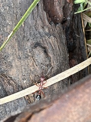 Myrmecia