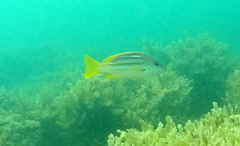 Lutjanus carponotatus