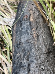 Myrmecia
