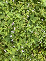 Torenia crustacea