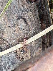 Myrmecia