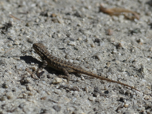 iNaturalist observation photo of Southern Sagebrush Lizard