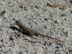 Sceloporus graciosus vandenburgianus