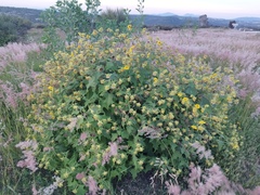 Smallanthus maculatus