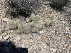 Opuntia polyacantha erinacea