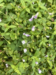 Torenia crustacea