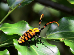 Aristobia reticulator