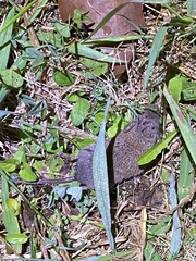 Crocidura