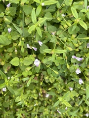 Torenia crustacea