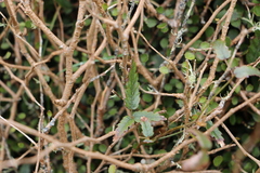 Rubus schmidelioides