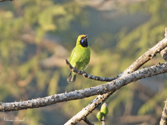 Chloropsis aurifrons