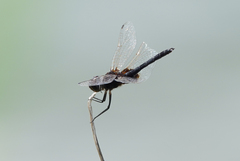 Macrodiplax balteata