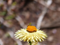 Odontomyia decipiens