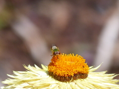 Odontomyia decipiens