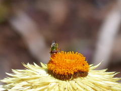 Odontomyia decipiens