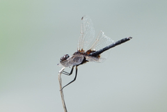 Macrodiplax balteata