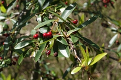 Pyracantha angustifolia