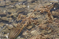 Juncus maritimus