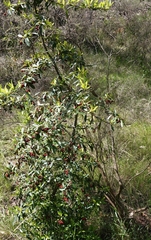 Pyracantha angustifolia