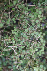 Coprosma rotundifolia